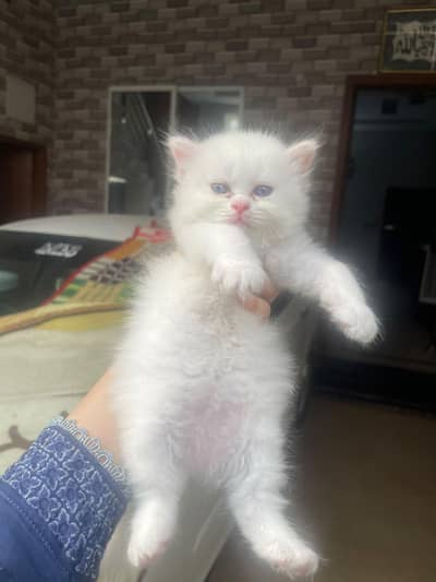 persian cat for sale