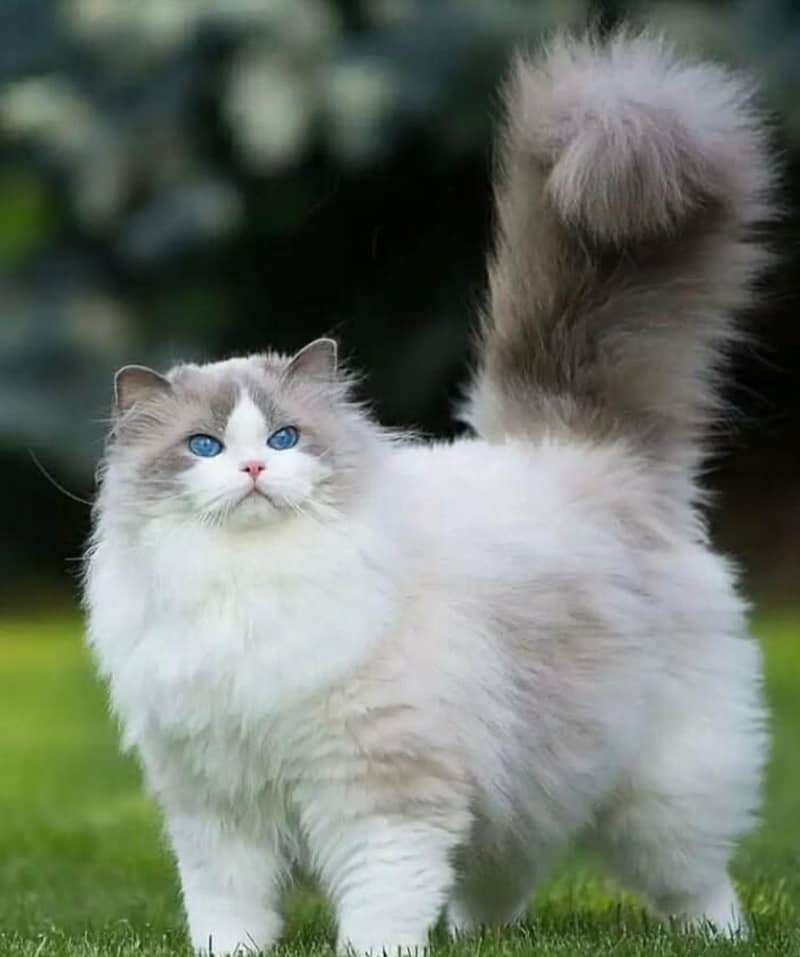 Cat  0