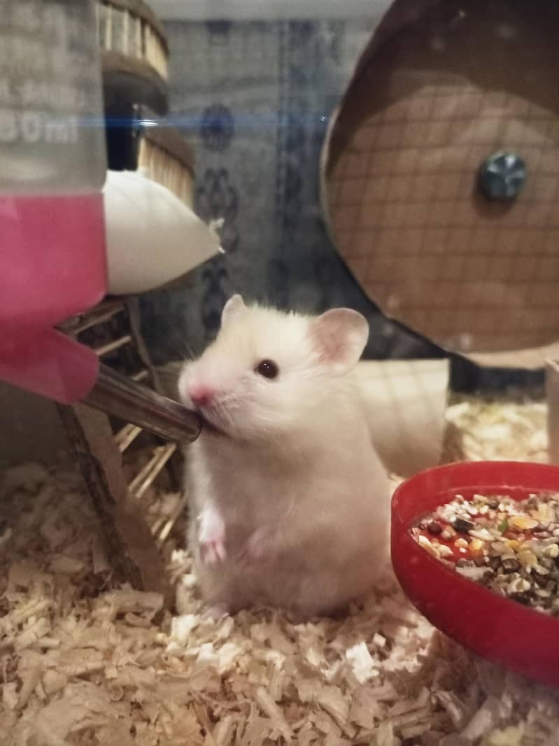 Hamster pair 1