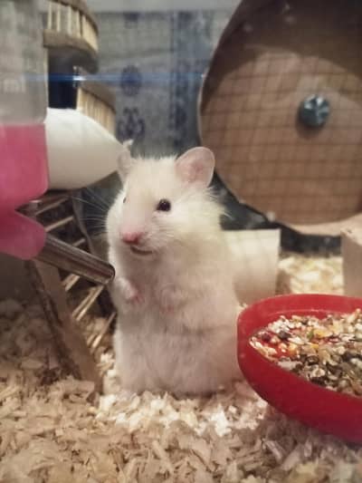 Hamster pair