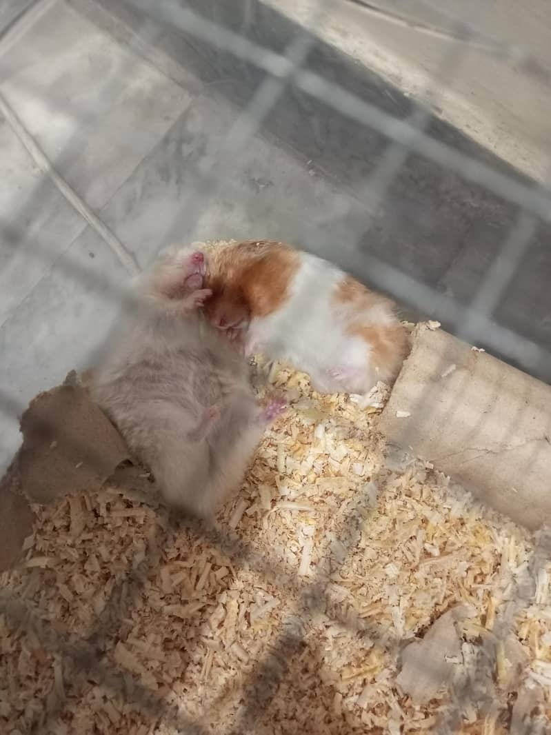 Hamster pair 2