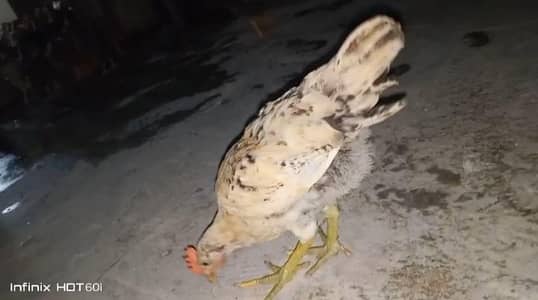 golden misri hens age 3 month for sale