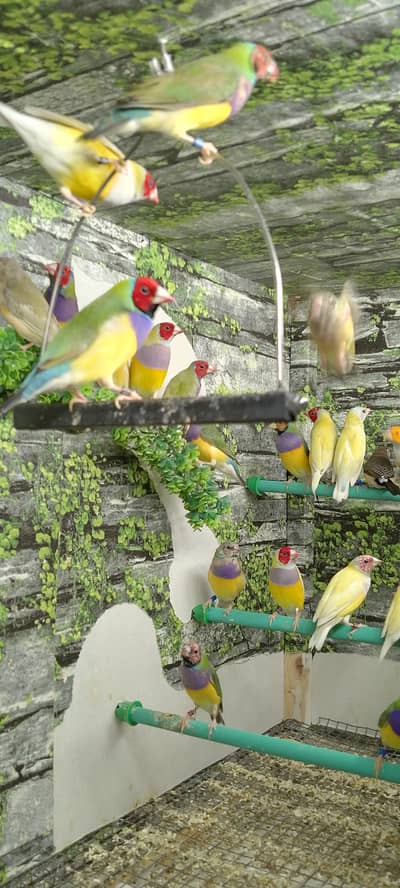 Gouldian Flinch Exhibition Size Breeder Pairs Available.
