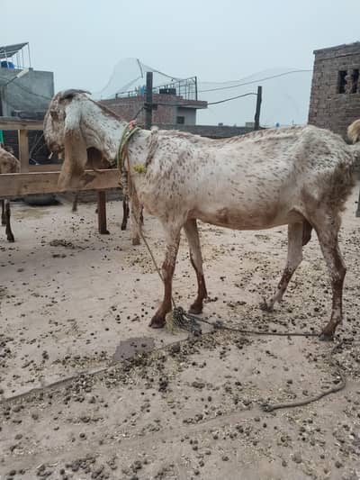 BAKRIOUN KI LAAT FOR SALE