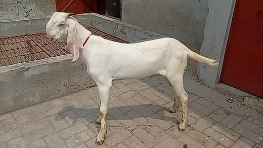 gulabi bakra for sale.