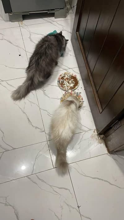 Himalayan Perssian cat
