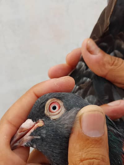 pigeon for sale