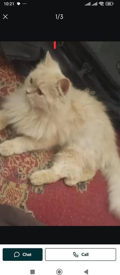 breeder female for sale 03048081621 what's app number