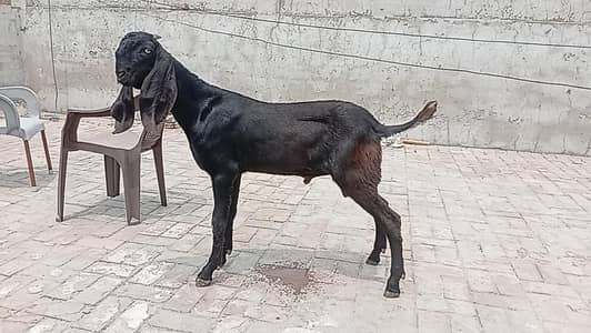 Amritsaril bakra for sale.