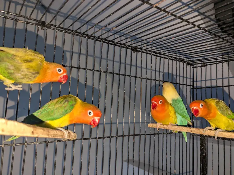 love birds/ pale fallow/ online pale fallow — photo 3