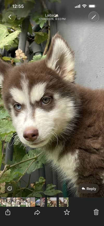 Husky pup