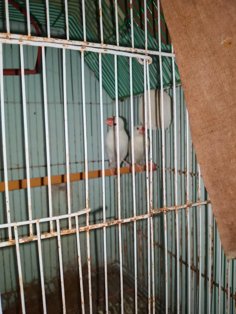 white jawa finch ready to bread healthy pair