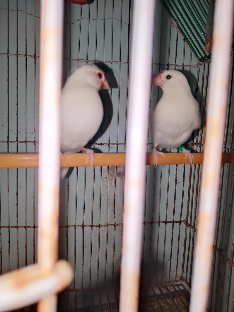 white jawa finch ready to bread healthy pair — photo 2