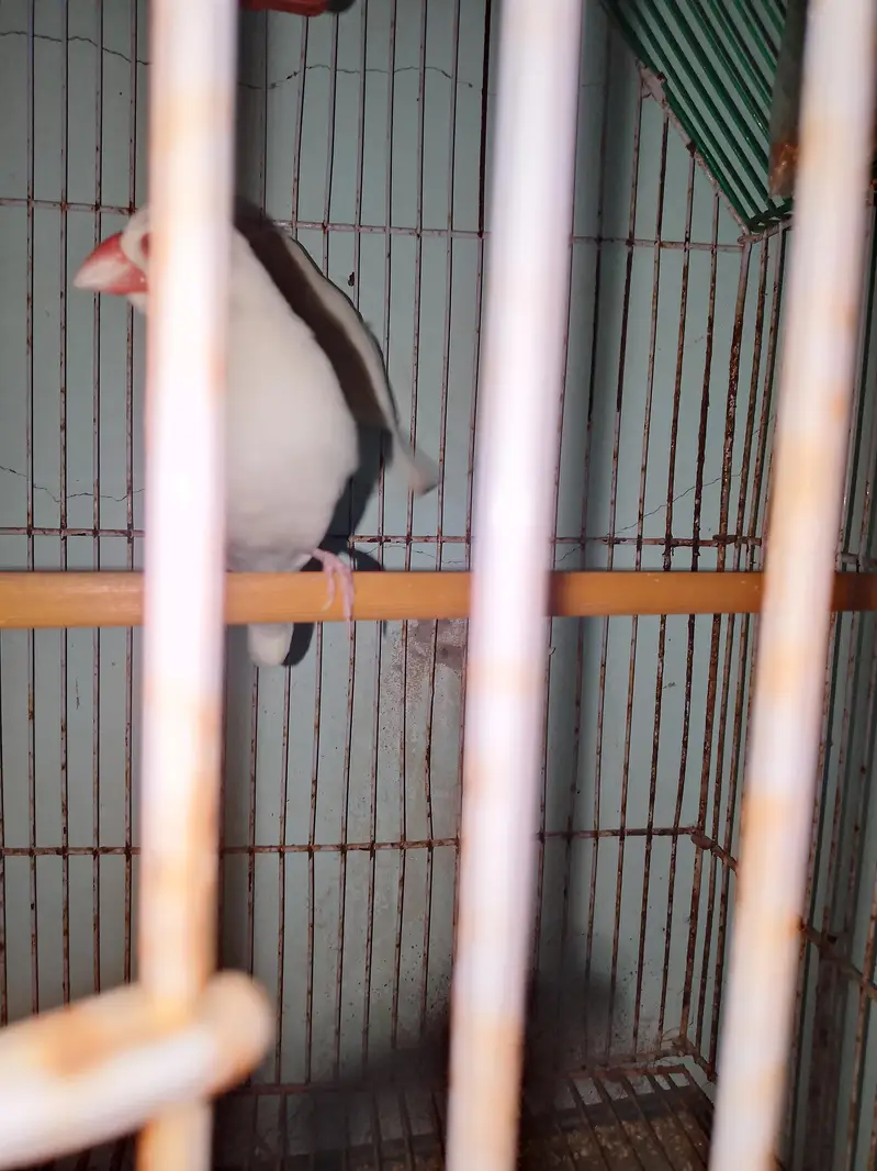 white jawa finch ready to bread healthy pair — photo 3