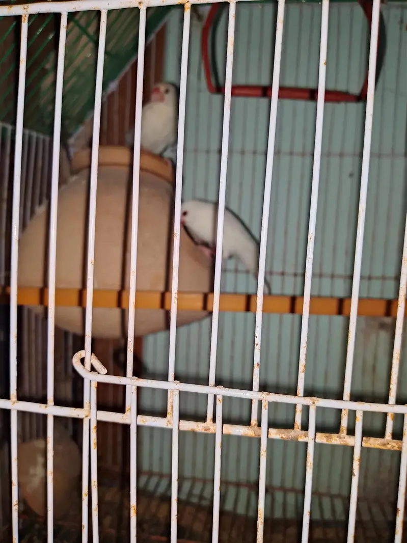 white jawa finch ready to bread healthy pair — photo 4