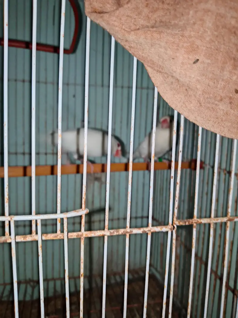 white jawa finch ready to bread healthy pair — photo 5