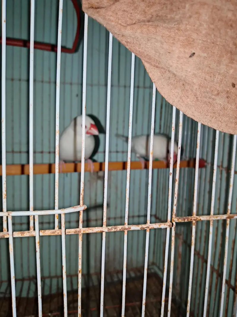 white jawa finch ready to bread healthy pair — photo 6