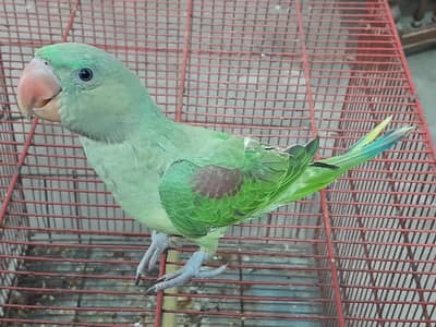 Raw kashmiri female 4 months age