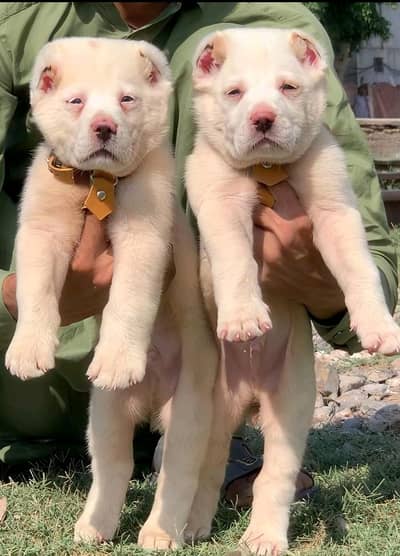 Bengal dog for sale