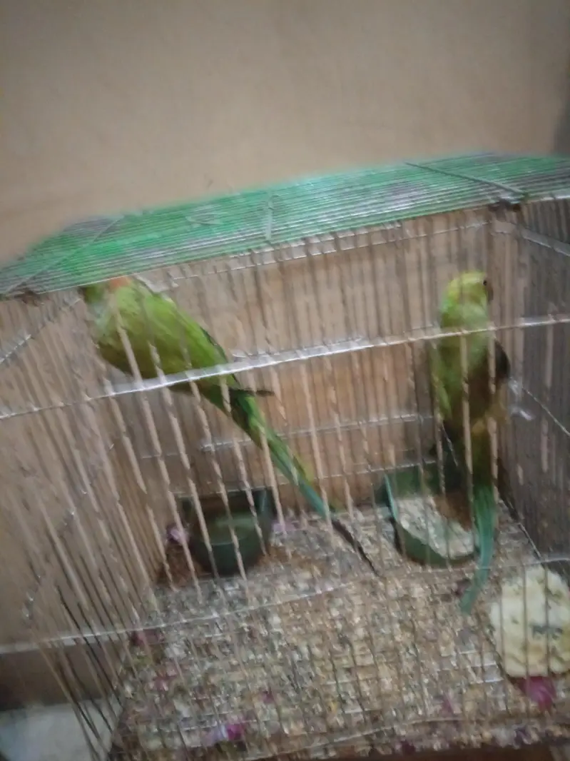 mithu