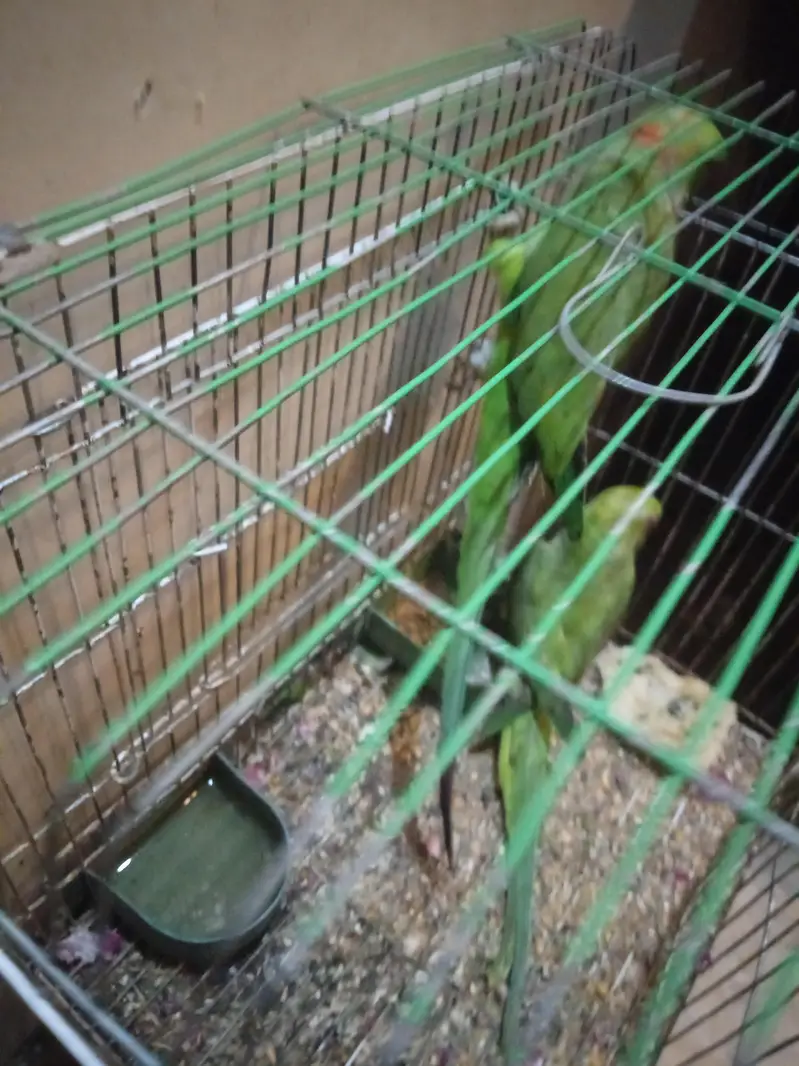 mithu — photo 2