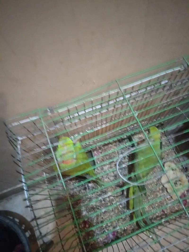 mithu — photo 3