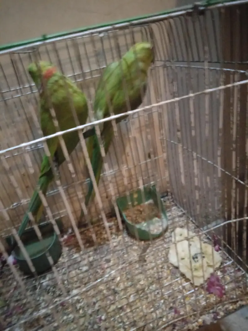 mithu — photo 5