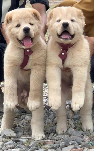 king alibai full Sectiury dog pair 2 month for sale