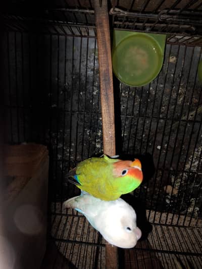 love Birds pair available for sale