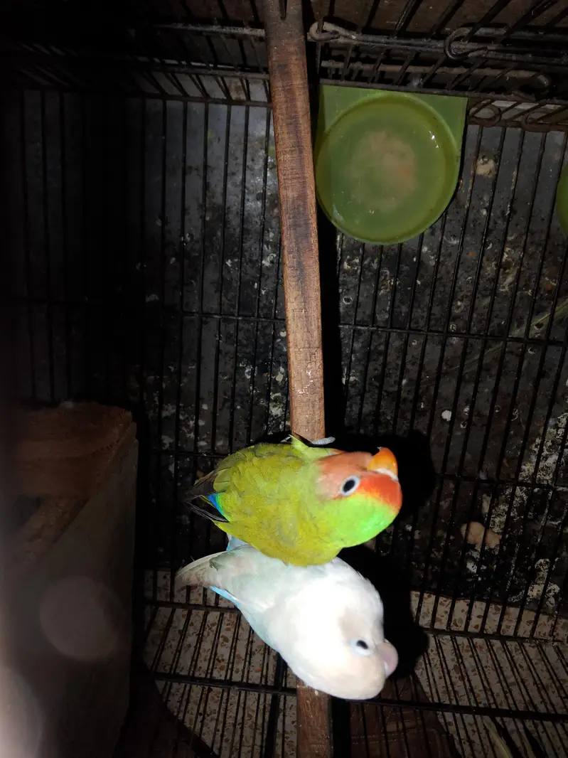 love Birds pair available for sale