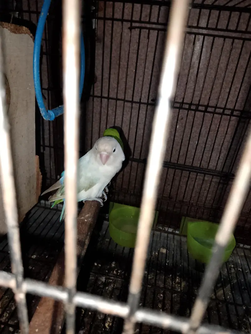 love Birds pair available for sale — photo 2
