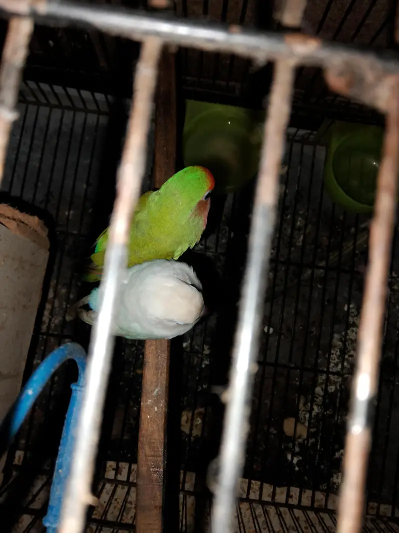 love Birds pair available for sale — photo 3