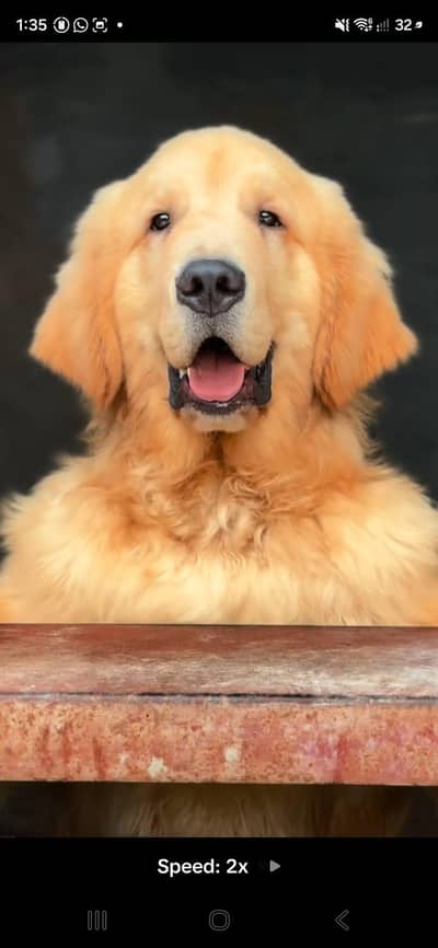 Golden retreiver pedigree