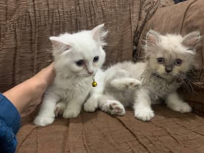 Cats for sale