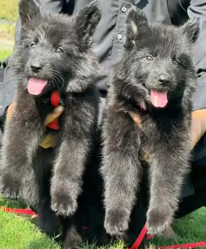 German shepherd puppies for sale healthy