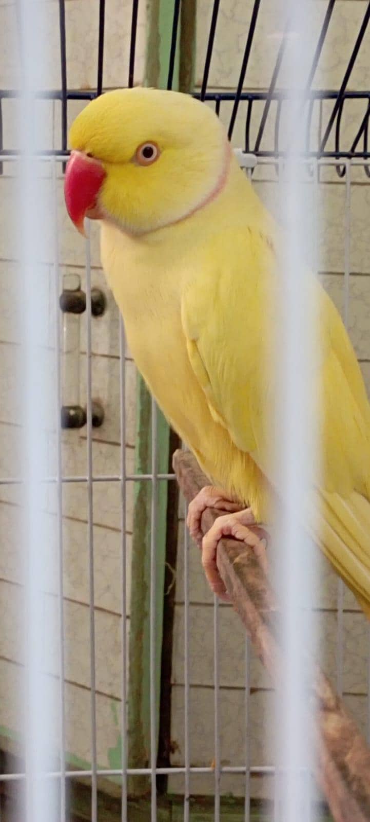 Yellow Mango 0