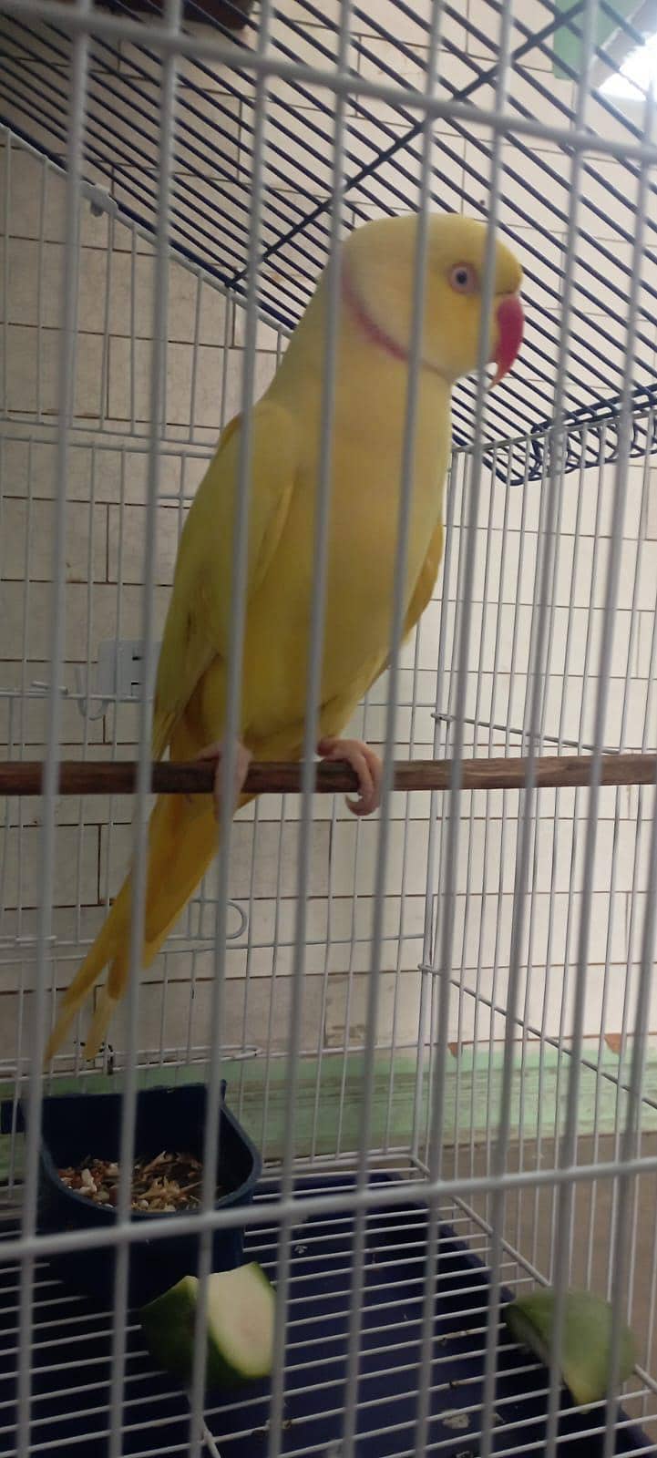 Yellow Mango 1