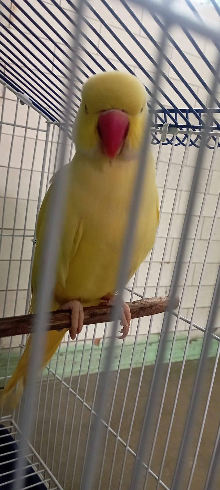 Yellow Mango 2