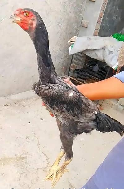  Premium Blue Shamo – 5 Months Old | Healthy & Active