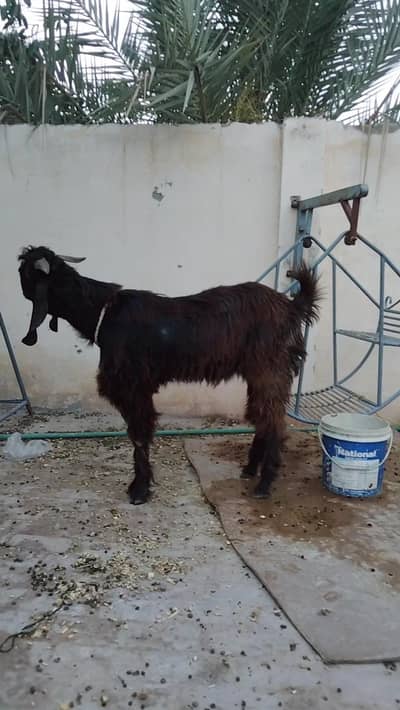 Breeder for sale