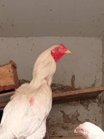 Breeding Heera pair