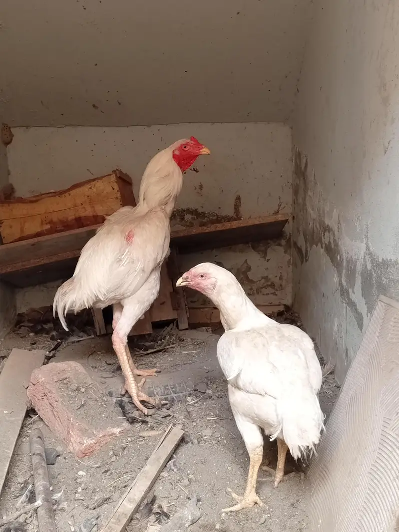 Breeding Heera pair — photo 2