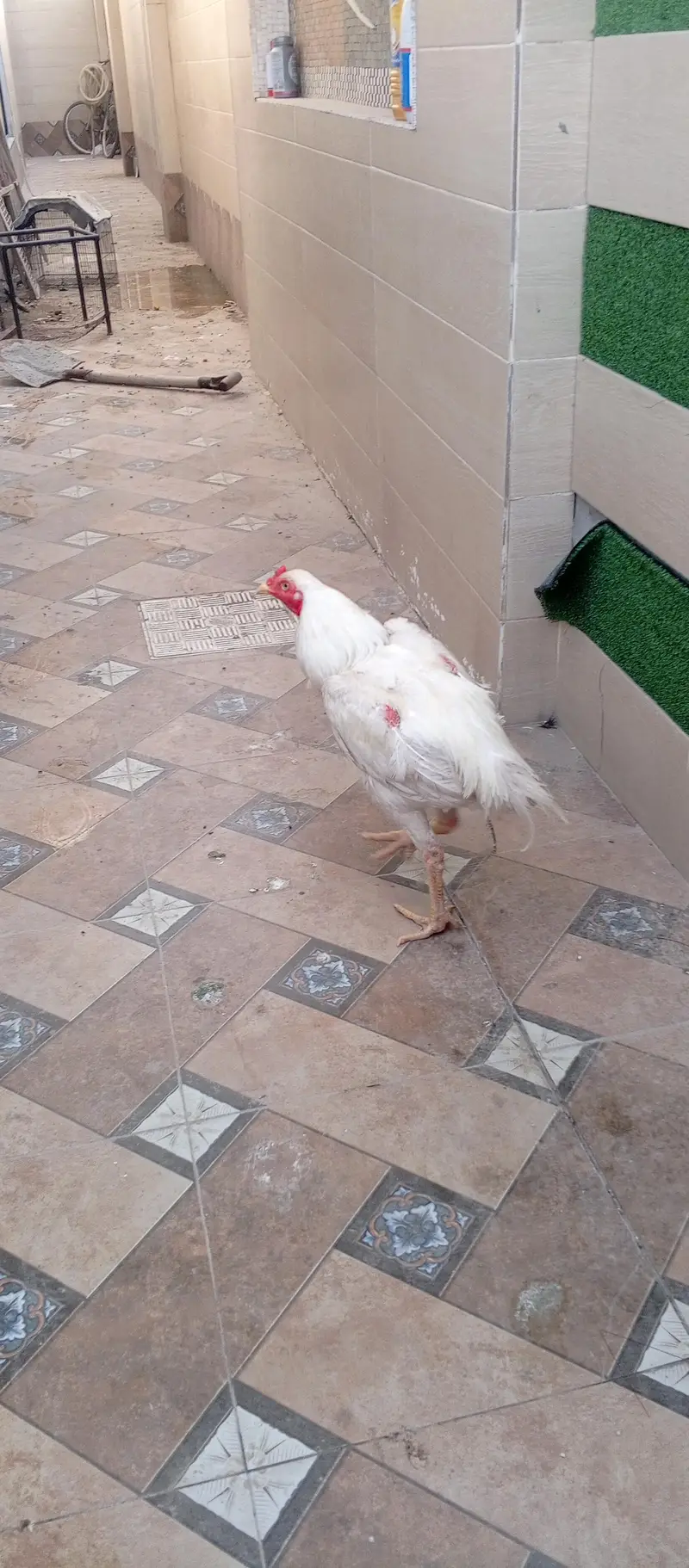 Breeding Heera pair — photo 3