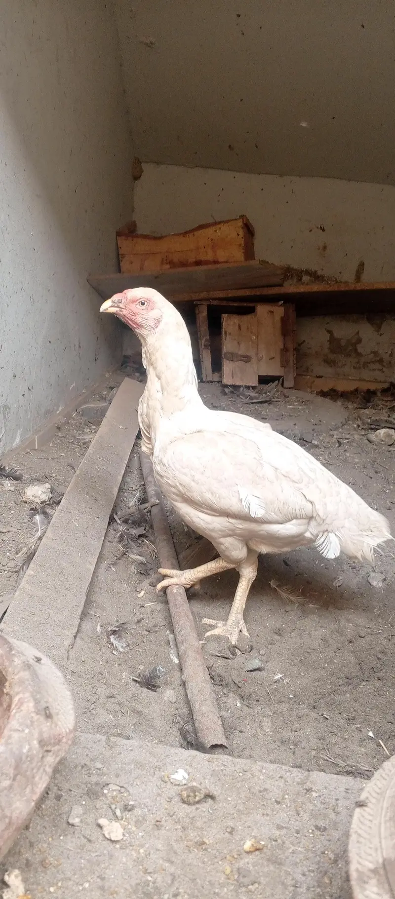 Breeding Heera pair — photo 4