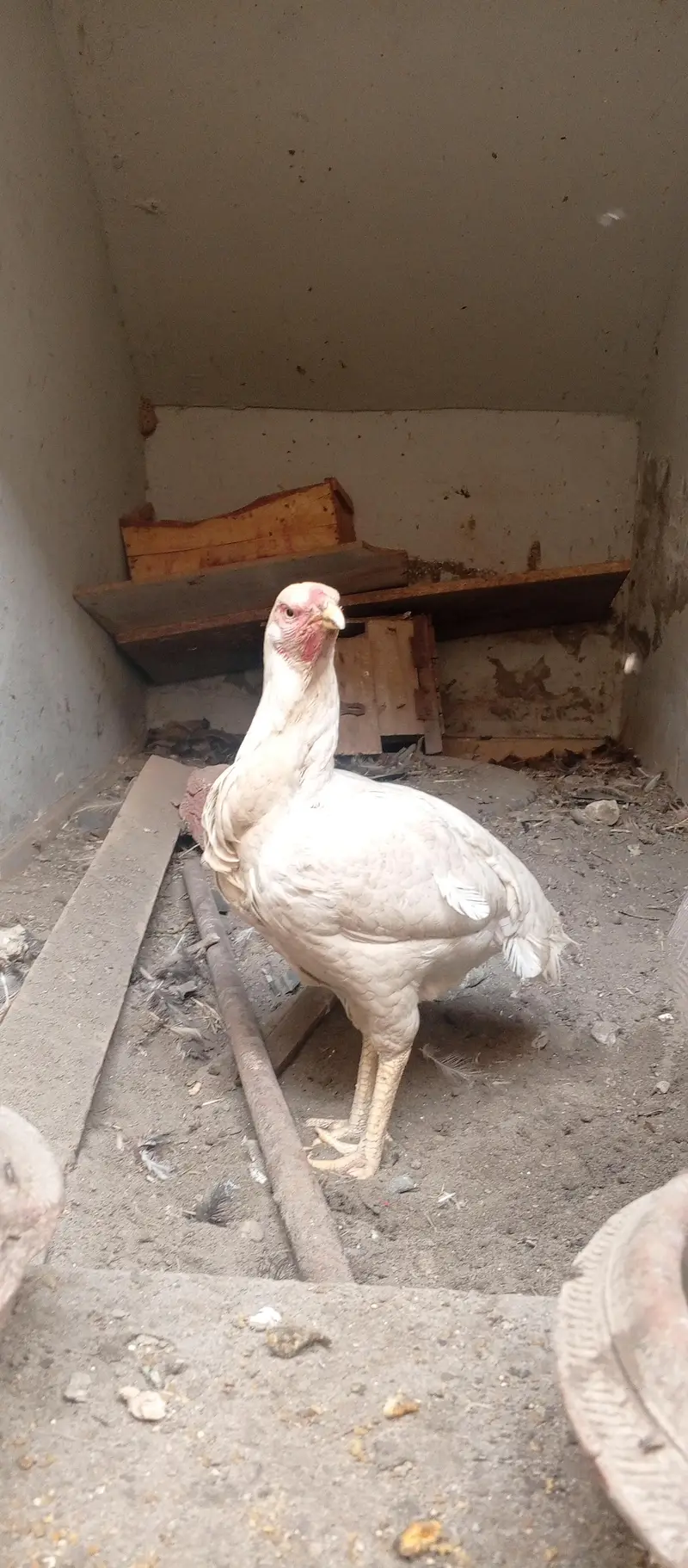 Breeding Heera pair — photo 5