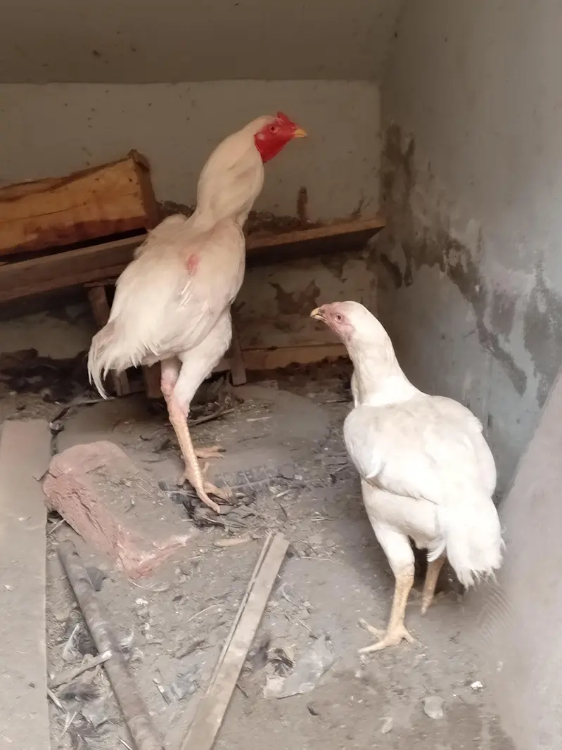 Breeding Heera pair — photo 6