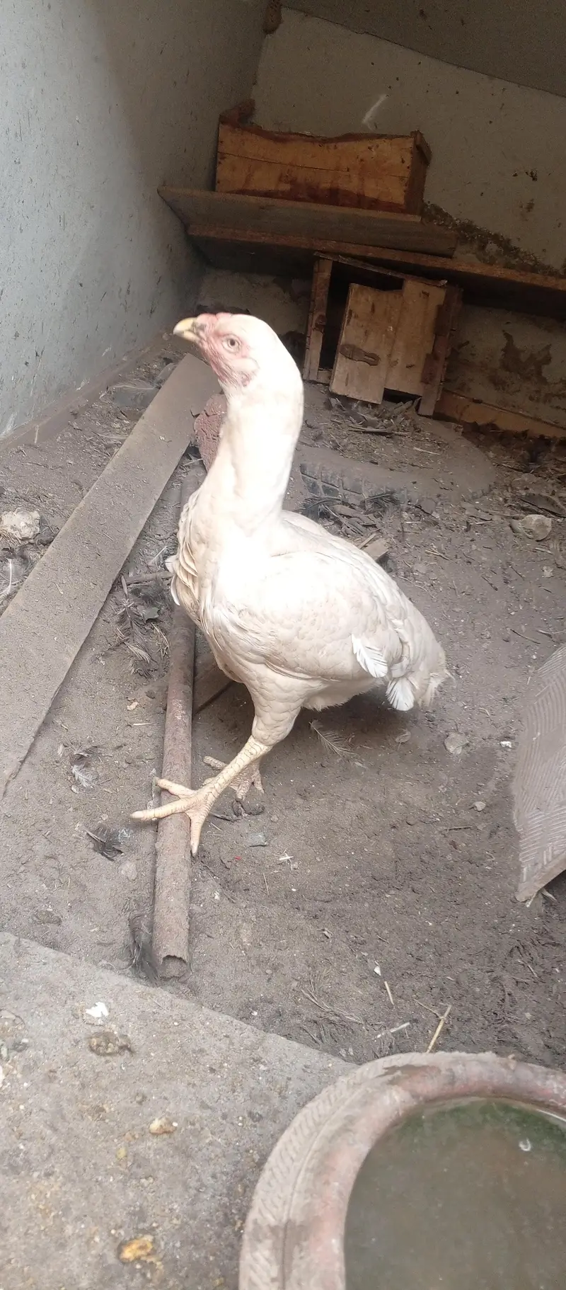 Breeding Heera pair — photo 7