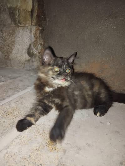 female cat