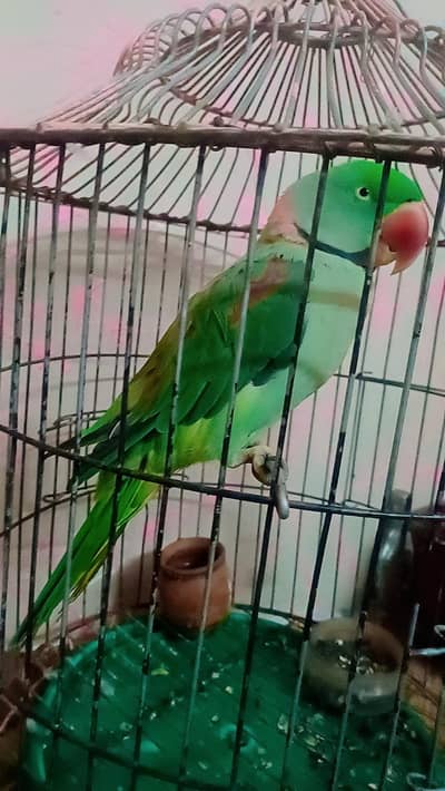 kashmiri jambo size parrot