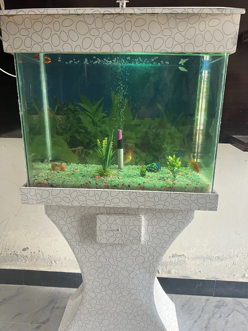 Aqurium with Fish & Complete Accessories for sale
